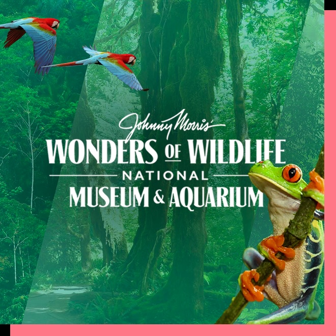 Wonders photo